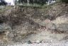 Burrow Island Survey